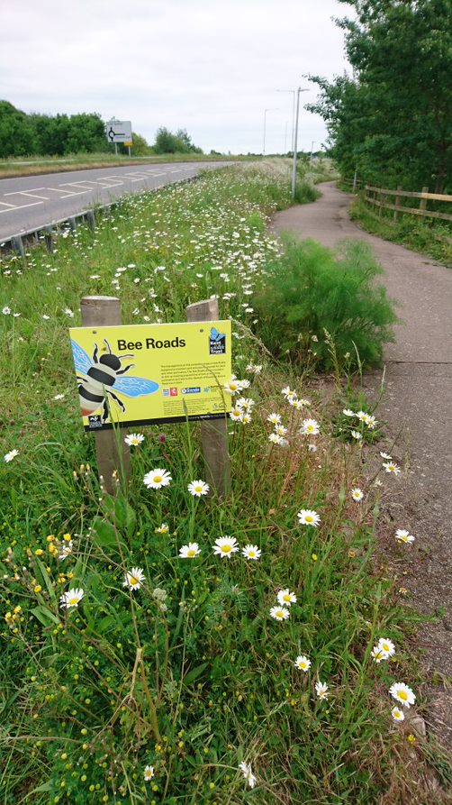 Bee roads: a flowery road verge